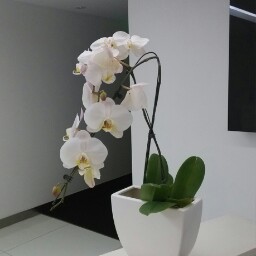 明实网络蜜蜂(WebBee)